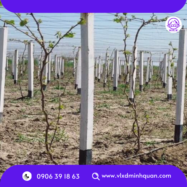 trụ rào cốt thép tại long an